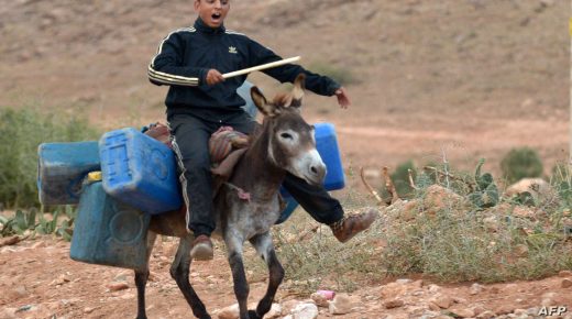 TO GO WITH AFP STORY BY JALAL AL-MAKHFI
A a young man carries on a donkey empty barrels into Algeria to fill with oil and smuggle back into Moroccoon on September 12, 2013, along the Moroccan-Algerian border. Algerian authorities launched an intensive campaign last June to clamp down on fuel smugglers. AFP PHOTO/FADEL SENNA / AFP PHOTO / FADEL SENNA