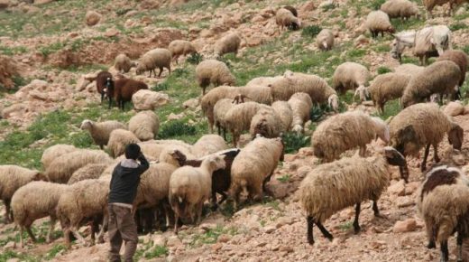 طفل عمره 8 سنوات كان يرعى الغنم يسقط من أعلى جرف ويلقى حتفه بطريقة مأساوية