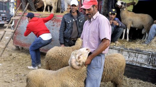 المغاربة مخلوعين من ارتفاع اسعار أضحية العيد و من دابا كايشريو الخرفان