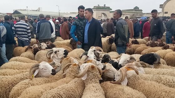 أسبوع بعد تعيينه ، وزير الفلاحة الجديد يمنع ذبح إناث الاغنام و الابقار استعدادا لعيد الأضحى