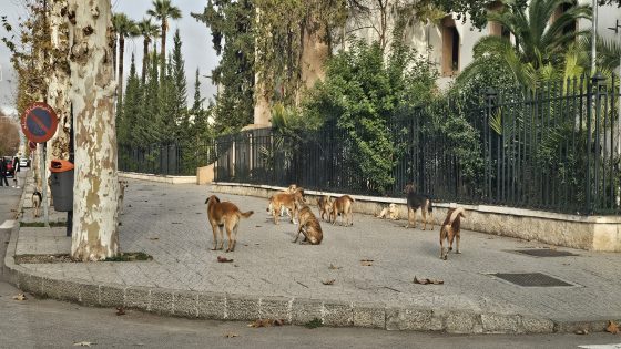 كاين شي شوهة كثر من هادي : جحافل الكلاب تغزو وسط فاس امام اعين والي الجهة و العمدة المغضوب عليه البقالي ما مسوقش