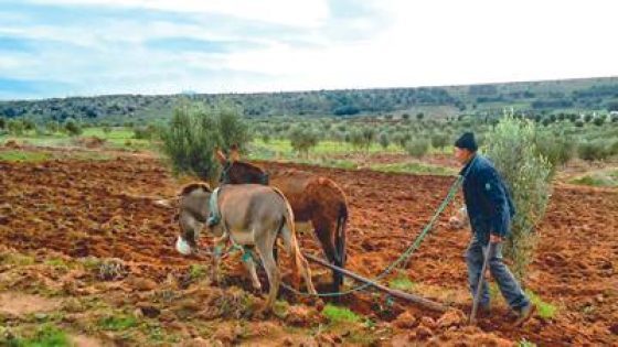 في ظل توالي سنوات الجفاف.. المطالب تتعالى لدعم الفلاحين الصغار ماديا والزيادة في أجور موظفي القطاع الفلاحي