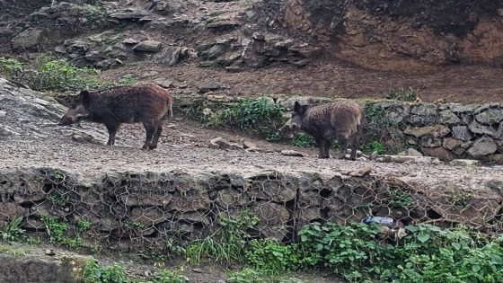 هجوم الخنازير على ساكنة الشمال يجر وزير الداخلية للمساءلة البرلمانية