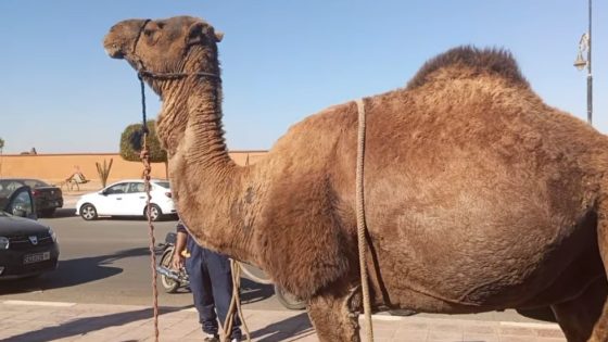 رئيس غرفة الصناعة و التجارة و الخدمات بجهة واد نون هدى ناقة لعامل الاقليم كادو و الروينة د الانتقادات ناضت