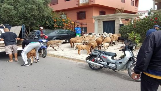 اللي حصل يودي : السلطات تحجز حوالي 70 رأس غنم هذا الصباح في إطار مراقبة أسواق الأضاحي