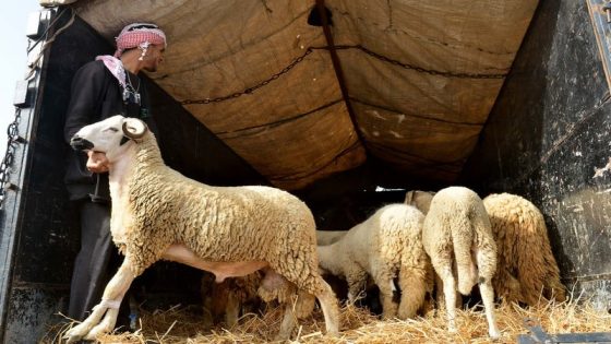 المغاربة كولهم عندهم السبوع . . . إقبال كبير على اقتناء أغنام عيد الاضحى رغم التوجيهات الملكية يهدد القطيع الوطني