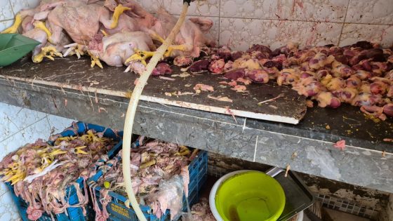 حضيوا شنو كاتاكلو : ضبط كميات هائلة من الدجاج الفاسدة كانت موجهة لبطون المغاربة