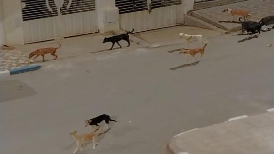 سكان طريق عين الشقف بفاس عايشين فالرعب.. قطيع ديال الكلاب سيطر على الحومة و الساكنة كاتسول فين هي مصلحة حفظ الصحة