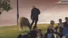 فاس الجهوية للتهيئة تواصل جهودها لتجميل العاصمة العلمية… و هركاوي جايب خروفو يرعى وسط مساحة خضراء بمدارة عين السمن