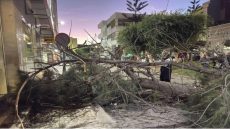 رياح قوية تتسبب في سقوط شجرة وترسل شخصا إلى المستعجلات