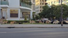 شوهتك شوهة ا السيد عمدة فاس : كلاب ضالة تجوب أحد أرقى شوارع فاس على مقربة من مقر الجماعة ، مشهد يثير الاستياء ويحرج مجلس المدينة