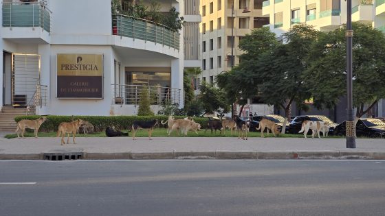 شوهتك شوهة ا السيد عمدة فاس : كلاب ضالة تجوب أحد أرقى شوارع فاس على مقربة من مقر الجماعة ، مشهد يثير الاستياء ويحرج مجلس المدينة