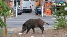برلماني يطالب وزير الفلاحة بتصدير “الحلوف” إلى الخارج