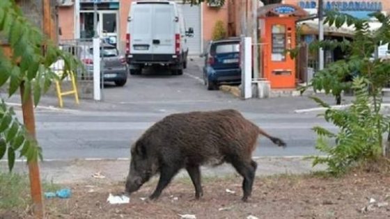 برلماني يطالب وزير الفلاحة بتصدير “الحلوف” إلى الخارج