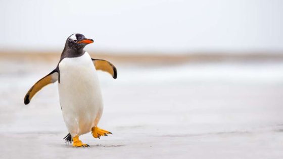 هادي هي قصة البطريق العنيد و المتمرد اللي طلع طوندونس فالسوشل ميديا هاد الايام