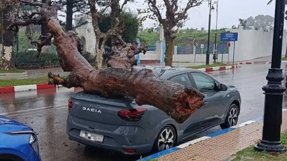 طنجة كلات العصى بهاد التقلبات الجوية القوية . . . اقتلاع الاشجار و ارتفاع الاودية و السيول خربقات البنية التحتية