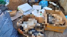 عيب و عار عليهم . . . تسميم جماعي للقطط و التسبب في مق_تلهم يهز الناظور