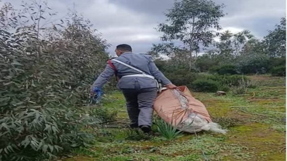 الدرك الملكي يحجز أزيد من 300 كلغ من المخدرات