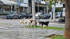 وسط فاس ولاّ مرتع للكلاب الضالة والساكنة كتسيفط نداء الاستغاثة و مجلس العمدة البقالي فدار غفلون