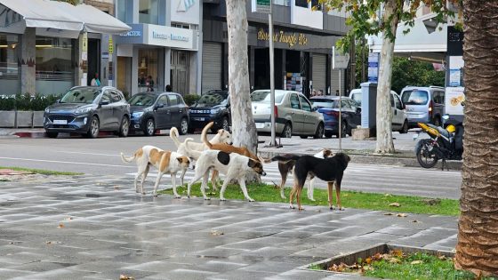 وسط فاس ولاّ مرتع للكلاب الضالة والساكنة كتسيفط نداء الاستغاثة و مجلس العمدة البقالي فدار غفلون