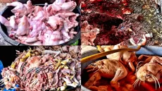 حضيوا راسكم شنو كاتاكلو : السلطات تحبط 200 كيلو د الدجاج الفاسد كانت غادية للسناكات للترويج