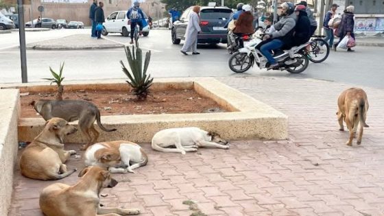 صدمة نشطاء الرفق بالحيوان بمدينة فاس.. كيفاش العمدة البقالي عطى لجمعية حديثة دعم 100 مليون لتدبير ملف الكلاب الضالة ؟