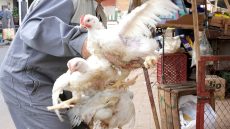 تراجع أسعار الدجاج قبل رمضان يطمئن المغاربة