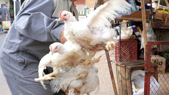 تراجع أسعار الدجاج قبل رمضان يطمئن المغاربة