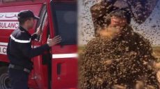 الله يرحمو.. هجوم مباغت لأسراب د النحل تسبب فوفاة فلاح داخل الفيرمة ديالو