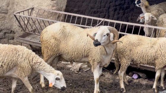 وفرة الأغنام بأسواق مولاي يعقوب تبشر بموسم عيد أضحى استثنائي