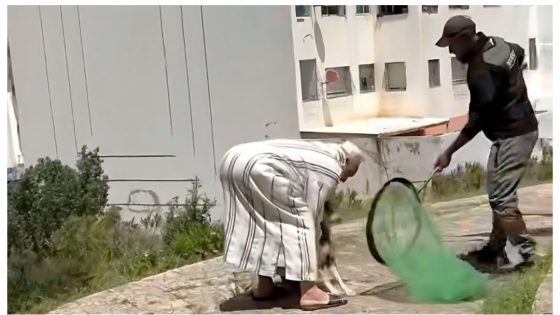 حالة استنفار فتازة.. كلبة ضالة عضات قرابة 30 واحد