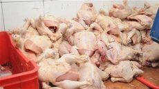 حضيوا راسكم شنو كاتاكلوا : السلطات حجزات نص طن ديال الدجاج فاسد كانت غتوزع على المطاعم