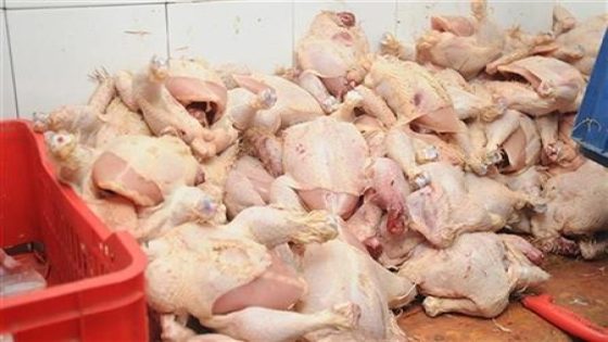 حضيوا راسكم شنو كاتاكلوا : السلطات حجزات نص طن ديال الدجاج فاسد كانت غتوزع على المطاعم