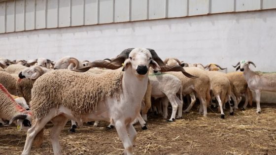 استنفار بعد العثور على 15 راس غنم مذبـ ـوحين وتوقيف المشتبه فيه