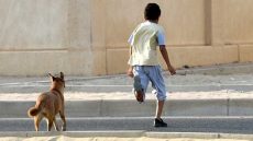 مطالب بتفعيل قانون كيتعلق بحظر الكلاب الخطيرة من أجل حماية وسلامة المواطنين
