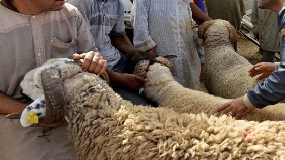 غلاء الأسعار خلا أغلب المغاربة ياخدو كريدي من الأبناك باش يشريو أضحية العيد