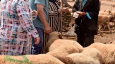 بسبب ثمن الاضحية اللي طالع.. المؤثرين ديال تيك توك ولاو هما الوسطاء الجداد بين الكساب والمواطن