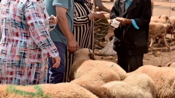 بسبب ثمن الاضحية اللي طالع.. المؤثرين ديال تيك توك ولاو هما الوسطاء الجداد بين الكساب والمواطن