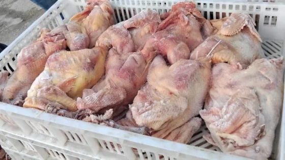 حجز و إتلاف كتر من 160 كيلو من الدجاج الفاسد مجهول المصدر كانت غادية لبطون المغاربة