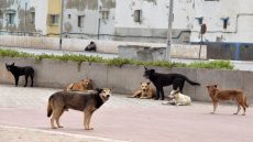 قطيع ديال الكلاب الضالة هجموا على راجل خمسيني وقتـ.ـلوه فالبلاصة