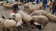 لفتيت كيقرر دخول مجاني لأسواق الماشية فالمغرب لمدة 7 أيام.. دورية استثنائية للولاة والعمال باش يسهلو المعاملات التجارية قبل العيد