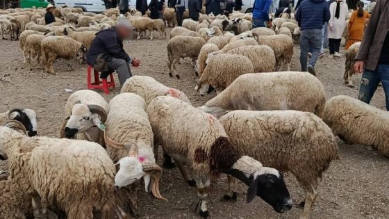 لفتيت كيقرر دخول مجاني لأسواق الماشية فالمغرب لمدة 7 أيام.. دورية استثنائية للولاة والعمال باش يسهلو المعاملات التجارية قبل العيد