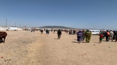 احتقان شديد فسوق بنسودة بفاس.. ندرة حادة في الأكباش وفرار “الشناقة” خوفا من غضب المواطنين قبل العيد