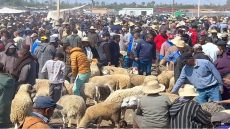 نزوح جماعي لساكنة فاس إلى أسواق القرى بحثا عن الأضاحي وسط ندرة وارتفاع الأسعار فسوق بنسودة
