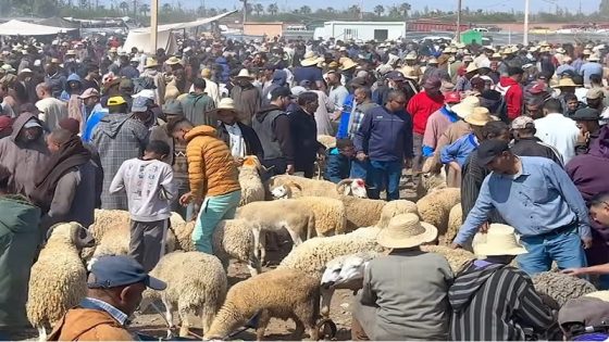نزوح جماعي لساكنة فاس إلى أسواق القرى بحثا عن الأضاحي وسط ندرة وارتفاع الأسعار فسوق بنسودة