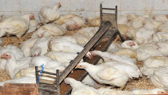 أزمة خانقة فالفيرمات د الدجاج.. ثمن البيع هبط والحرارة زادت الطين بلة