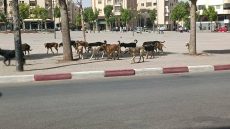 معاناة الساكنة مع الكلاب الضالة ففاس.. ودعوات لتدخل عاجل من العمدة الفاشل عبد السلام البقالي