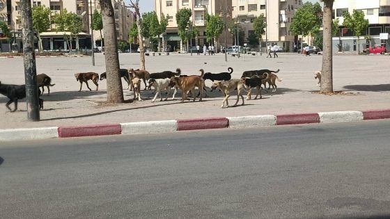معاناة الساكنة مع الكلاب الضالة ففاس.. ودعوات لتدخل عاجل من العمدة الفاشل عبد السلام البقالي