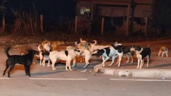 العمدة الفاشل عبد السلام البقالي ،را الكلاب دايرة حالة في محيط المؤسسات التعليمية و الآباء خايفين على وليداتهم
